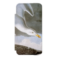Audubon: Hering-Möve