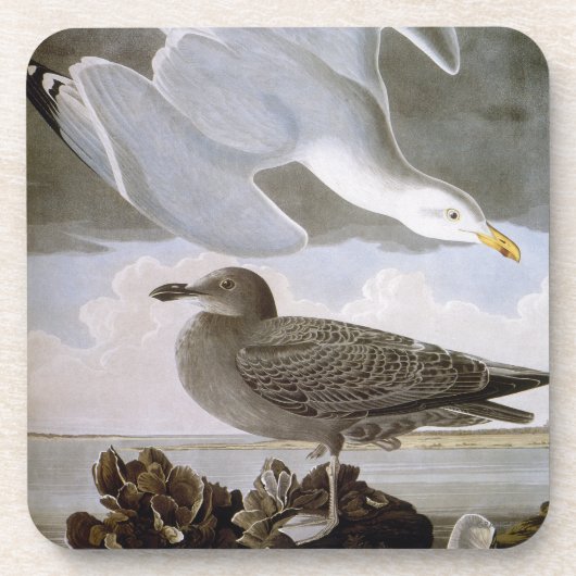 Audubon: Hering-Möve Untersetzer (Vorderseite)