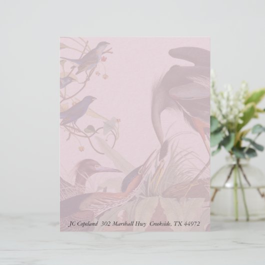 Audubon Heron Birds Collage Stationery Letterhead (Stehend Vorderseite)