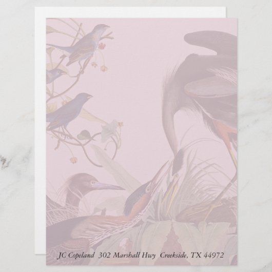 Audubon Heron Birds Collage Stationery Letterhead (Vorne/Hinten)
