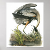Audubon Heron Poster (Vorne)