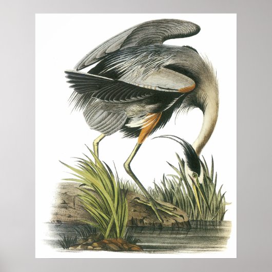 Audubon Heron Poster (Vorne)