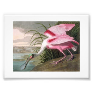 Audubon-Illustration Löffler Fotodruck