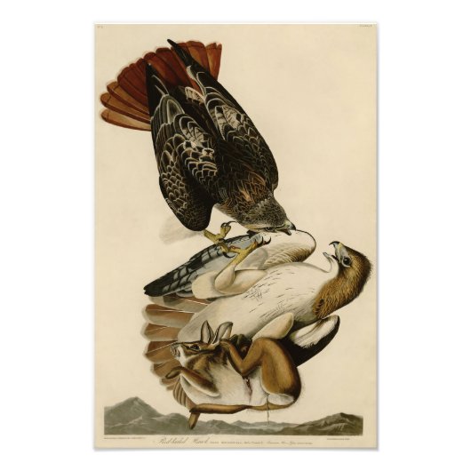 Audubon Illustration Rotschwanzfalken Fotodruck (Vorne)
