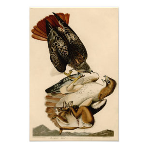 Audubon Illustration Rotschwanzhahn Fotodruck