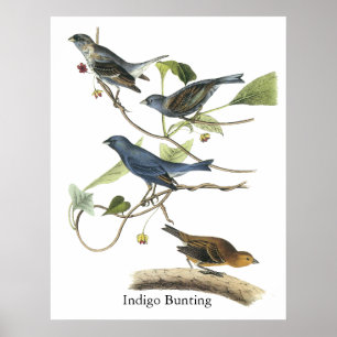 Audubon Indigo Bunting Print Poster