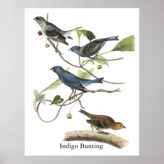 Audubon Indigo Bunting Print Poster (Vorne)