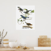 Audubon Indigo Bunting Print Poster (Küche)