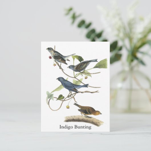 Audubon Indigo Bunting Print Postkarte (Stehend Vorderseite)