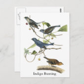 Audubon Indigo Bunting Print Postkarte (Vorne/Hinten)
