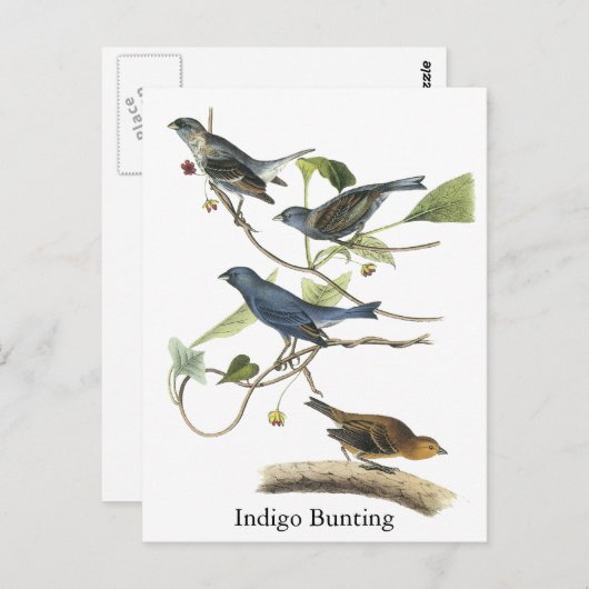 Audubon Indigo Bunting Print Postkarte (Vorne/Hinten)