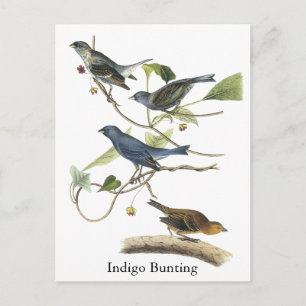 Audubon Indigo Bunting Print Postkarte