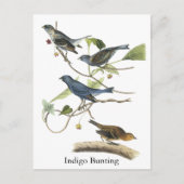 Audubon Indigo Bunting Print Postkarte (Vorderseite)