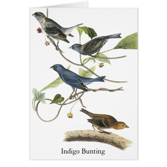 Audubon Indigo-Flaggen-Druck (Vorne)