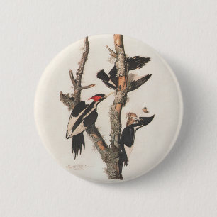 Audubon Ivory-Billed Woodpecker Button