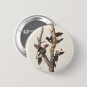 Audubon Ivory-Billed Woodpecker Button (Vorne & Hinten)