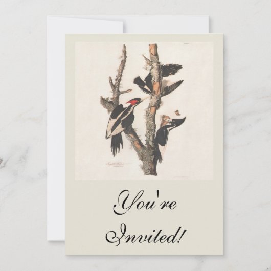 Audubon Ivory-Billed Woodpecker Einladung (Vorderseite)