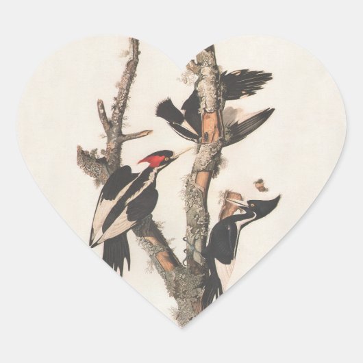 Audubon Ivory-Billed Woodpecker Herz-Aufkleber (Vorderseite)