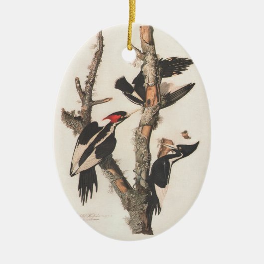 Audubon Ivory-Billed Woodpecker Keramikornament (Vorne)