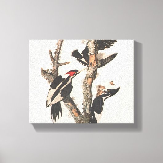 Audubon Ivory-Billed Woodpecker Leinwanddruck (Vorderseite)