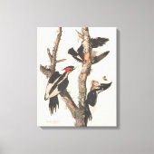Audubon Ivory-Billed Woodpecker Leinwanddruck (Vorderseite)