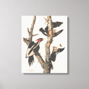 Audubon Ivory-Billed Woodpecker Leinwanddruck