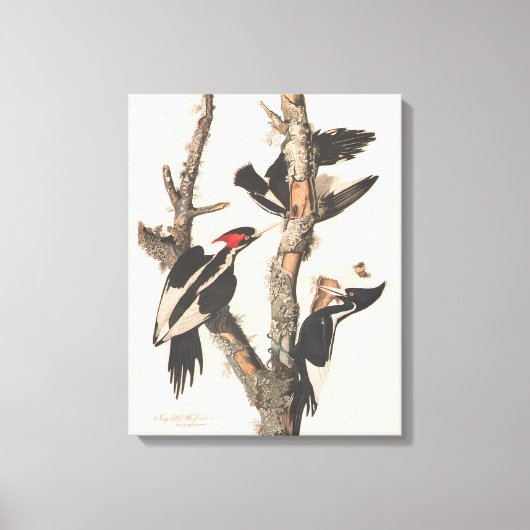 Audubon Ivory-Billed Woodpecker Leinwanddruck (Vorderseite)