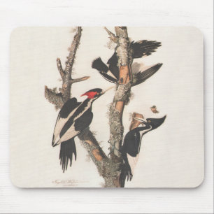 Audubon Ivory-Billed Woodpecker Mousepad