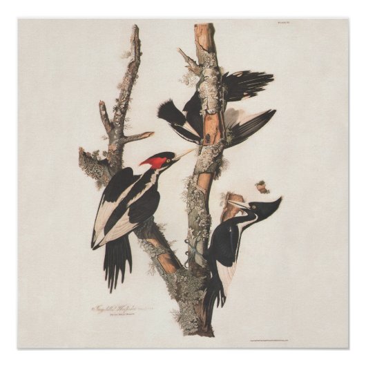 Audubon Ivory-Billed Woodpecker Poster (Vorderseite)