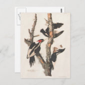 Audubon Ivory-Billed Woodpecker Postkarte (Vorne/Hinten)