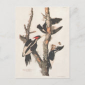 Audubon Ivory-Billed Woodpecker Postkarte (Vorderseite)