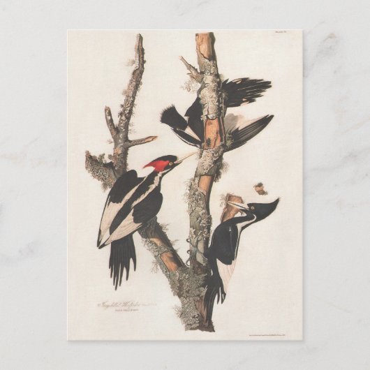 Audubon Ivory-Billed Woodpecker Postkarte (Vorderseite)