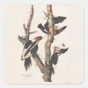Audubon Ivory-Billed Woodpecker Quadratischer Aufkleber