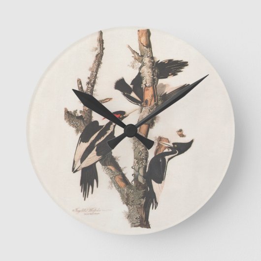 Audubon Ivory-Billed Woodpecker Runde Wanduhr (Vorderseite)
