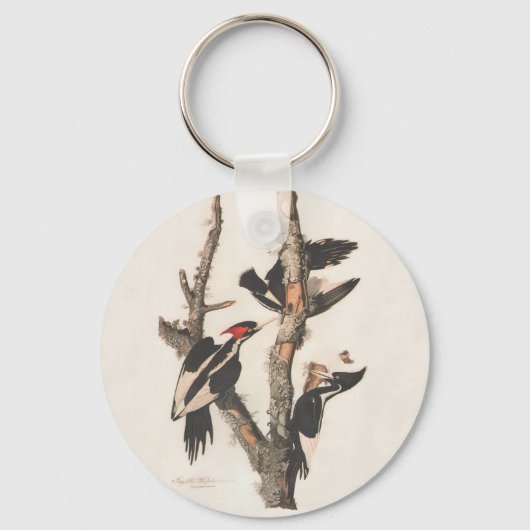 Audubon Ivory-Billed Woodpecker Schlüsselanhänger (Vorderseite)