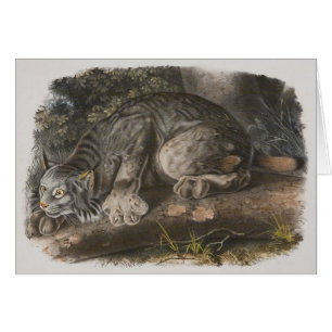 Audubon - kanadischer Luchs