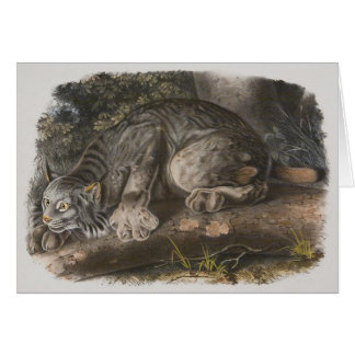 Audubon - kanadischer Luchs