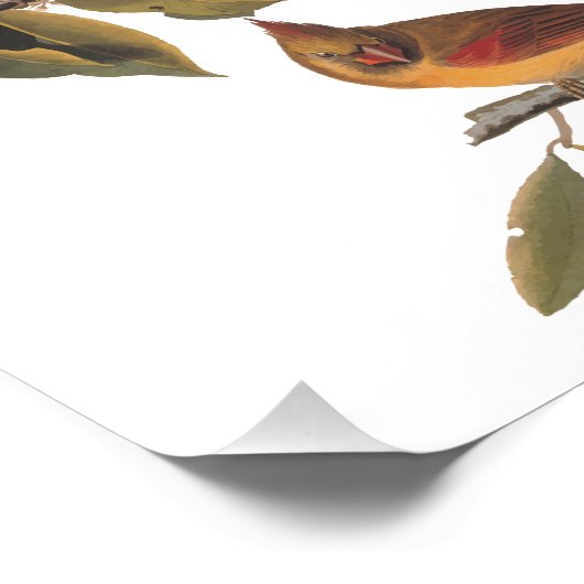 Audubon Kardinal Pair in Wild-Almond-Tree Fotodruck (Ecke)