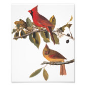 Audubon Kardinal Pair in Wild-Almond-Tree Fotodruck (Vorne)