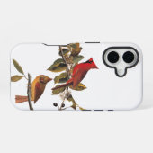 Audubon Kardinal Pair in Wild-Almond-Tree iPhone 16 Hülle (Rückseite (Horizontal))