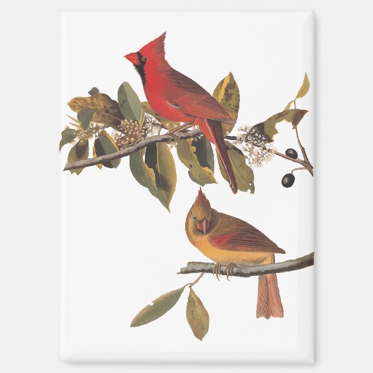 Audubon Kardinal Pair in Wild-Almond-Tree Magnet (Vorderseite)