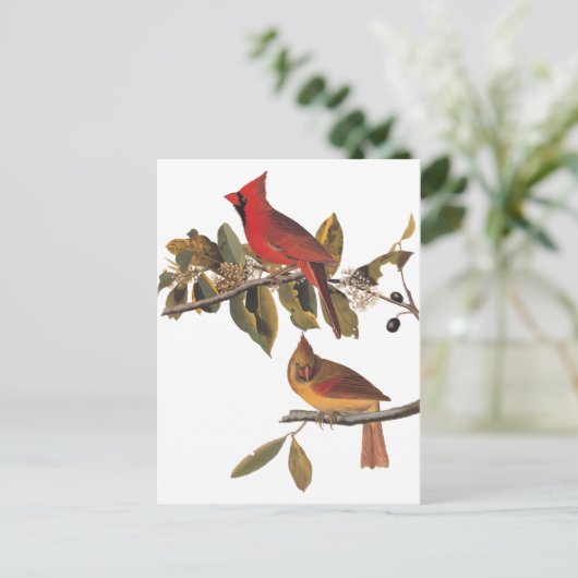 Audubon Kardinal Pair in Wild-Almond-Tree Postkarte (Stehend Vorderseite)