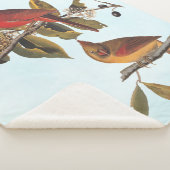 Audubon Kardinal Pair in Wild-Almond-Tree Sherpadecke (3/4)