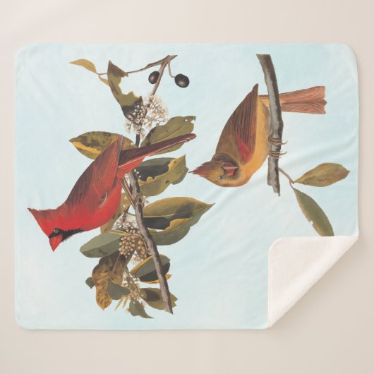 Audubon Kardinal Pair in Wild-Almond-Tree Sherpadecke (Vorderseite (Horizontal))