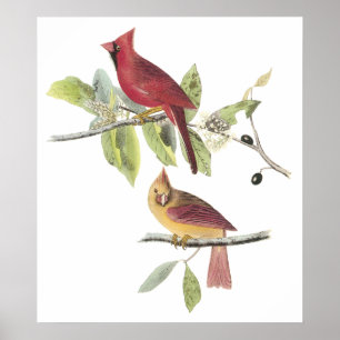 Audubon Kardinal Poster