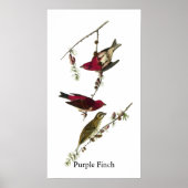 Audubon Lila Finch Poster (Vorne)