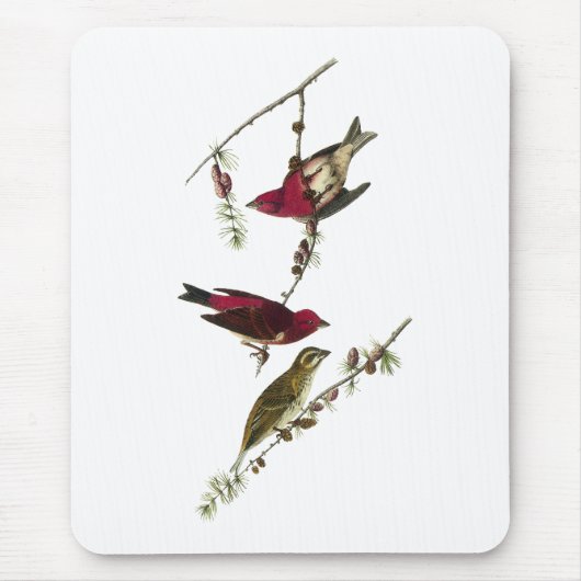 Audubon lila Fink Mousepad (Vorne)
