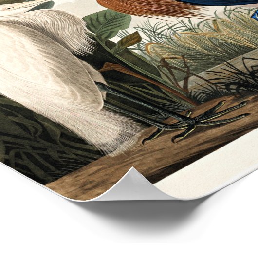 Audubon - Lila Heron Poster (Ecke)