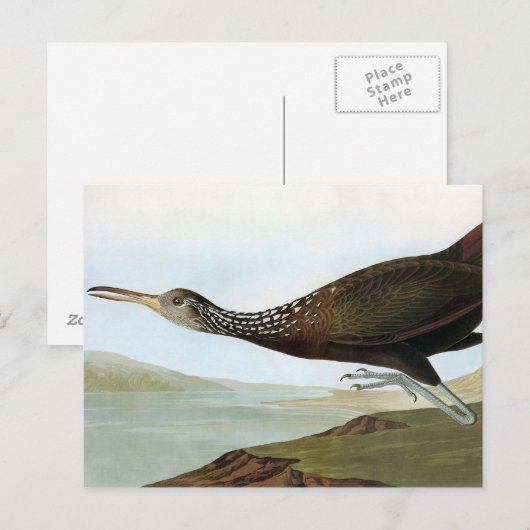 Audubon: Limpkin Postkarte (Vorne/Hinten)