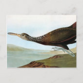 Audubon: Limpkin Postkarte (Vorderseite)